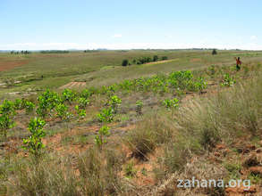 young forest behind the school in Farenana