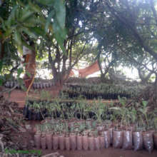 A sea of seedlings in the mango forest