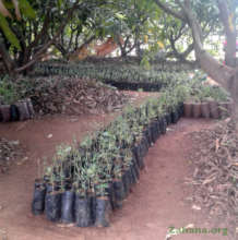 Tree seedlings in the school's mango forest