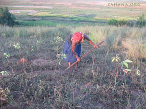 Trees planted in 2015