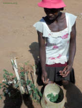 Picking fresh Moringa leaves in rural Madagascar