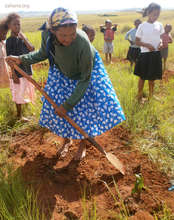 Planting a tree