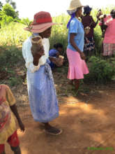 Tree seelings from the school's nursery