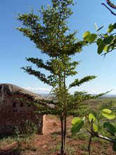 Young tree part of the reforestation effort