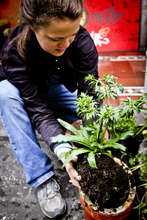 Sustainable Agriculture Intern Jenn Summers
