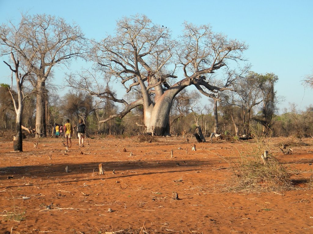 Build Biodigesters for 500 villagers in Madagascar