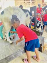 Simphiwe's Turn to Milk a Goat