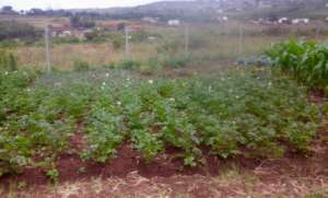 Vegetables for Siyabonga