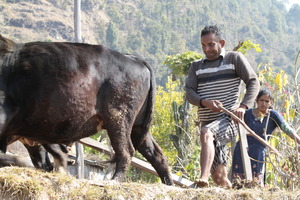 Plowing a field with a buffalo and wooden plow