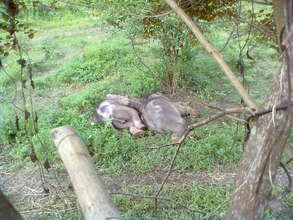 (L-R) NunaI and Philip taking an afternoon nap.