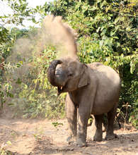 Jakhlabanda on her daily walks in Panbari RF
