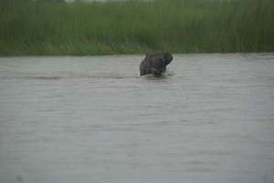 Philip Dev swimming to safety Pic_IFAW-WTI