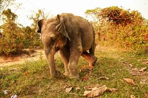 Two-year-old Philip at CWRC
