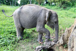 Philip exploring the elephant paddock at CWRC