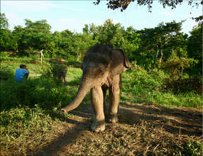 Rani at 6 months old