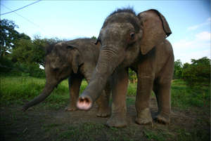 Rani and Philip - playmates & partners in mischief