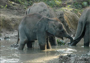 Rani in the play pond with the other calves