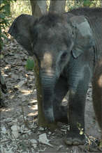 Rani scratching her back
