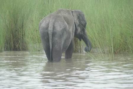 Tora spotted thru the rains Pic_IFAW/WTI
