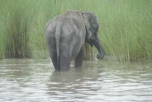 Tora spotted thru the rains Pic_IFAW/WTI