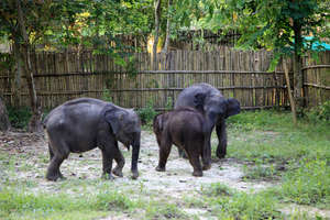 First meeting of new calf from Hojai with others
