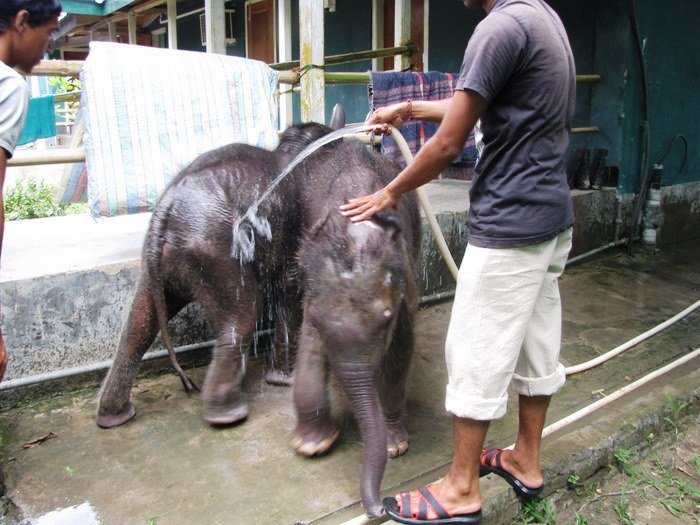 Adopt An Elephant Calf