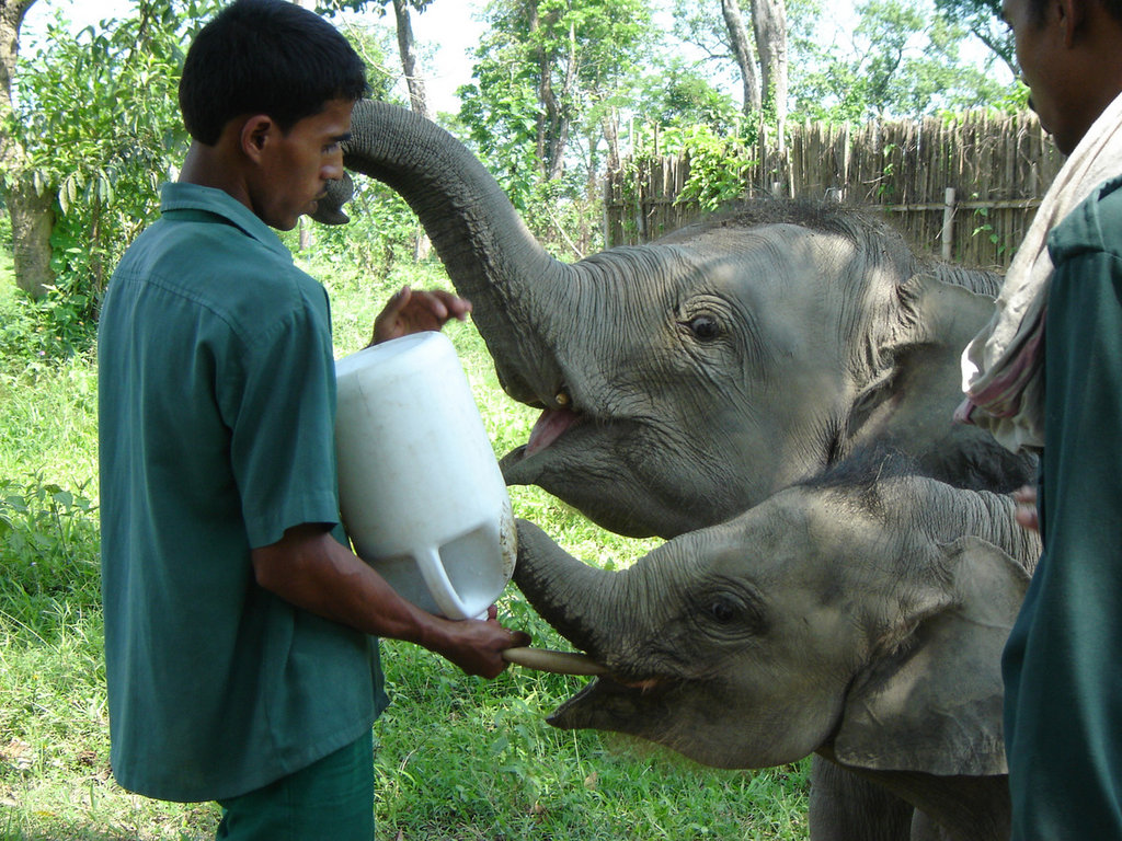 Adopt An Elephant Calf
