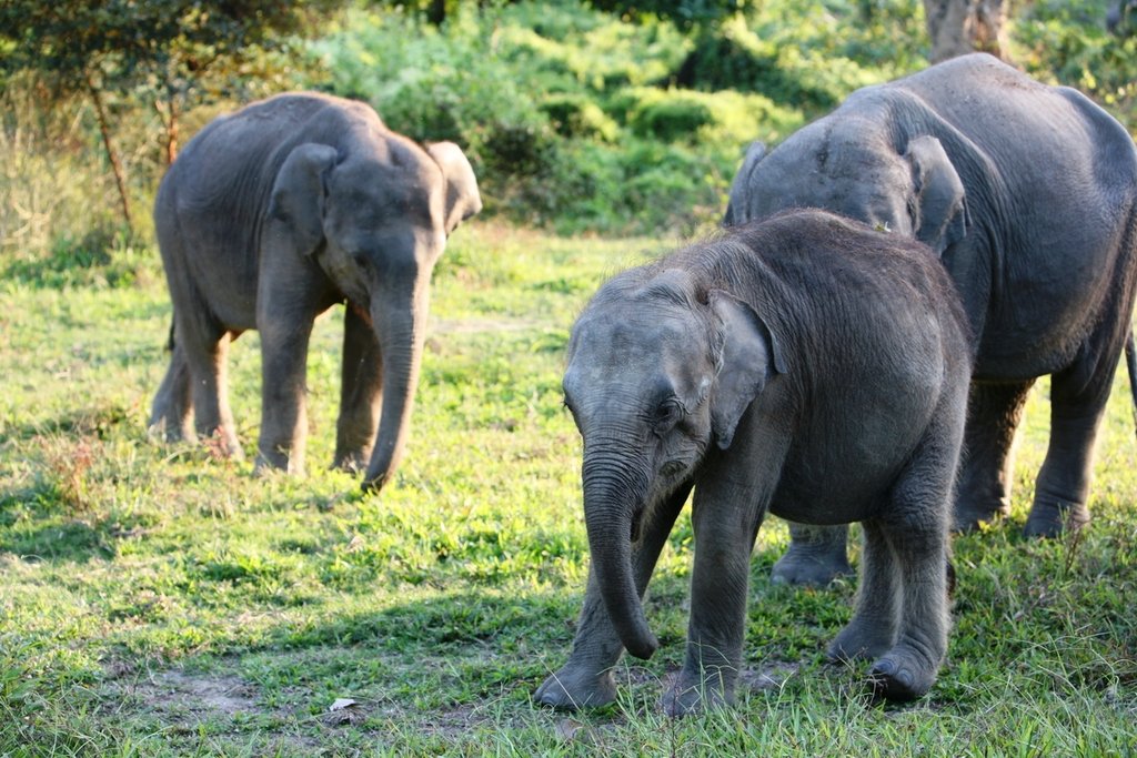 Adopt An Elephant Calf