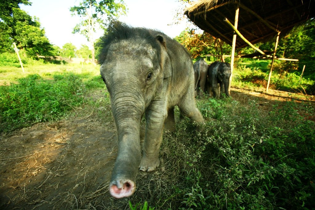 Adopt An Elephant Calf
