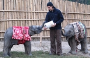 Adopt An Elephant Calf