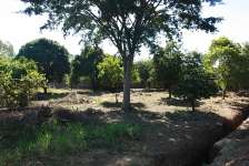 View of the site