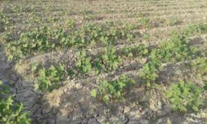 Cotton on small plot