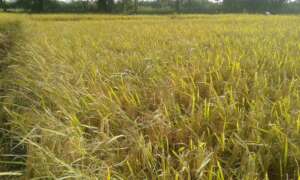 Rice ready to harvest