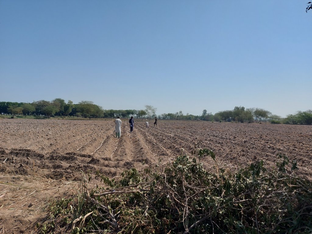 Sugercane crop sowing