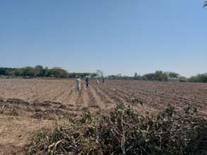 Sugercane crop sowing