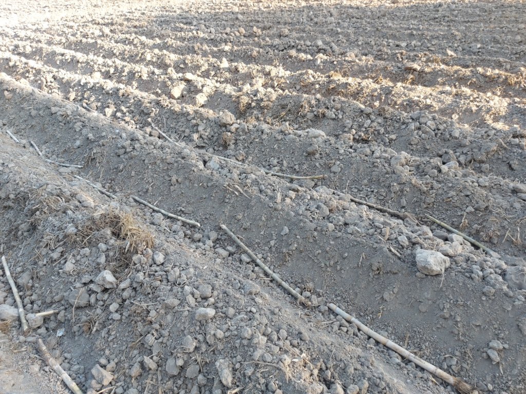 Sugercane crop sowing