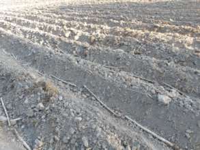 Sugercane crop sowing