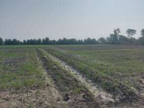 Wheat on small scale after floods
