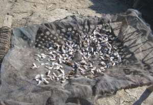 Fish used for food near Jati