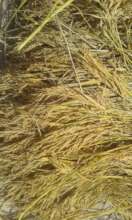 Rice crop good grain
