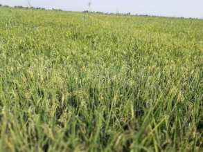 Rice ready for harvest
