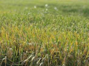 Rice ready for harvest