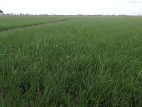 rice crop plantation