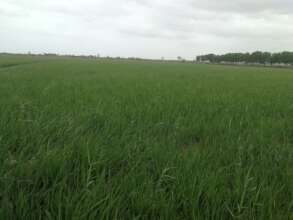 rice crop