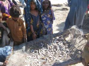 Little children collect small fish near water cour