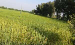 Rice crop ready to harvest