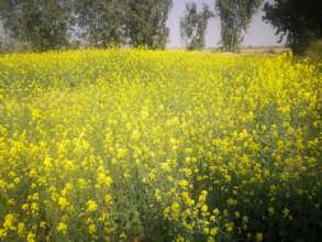 Oil seeds crops on 3 acres