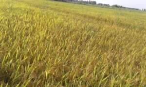 Rice crop ready to harvest