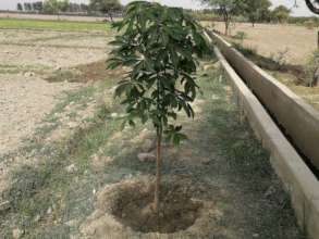 Forest Tree plantation