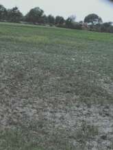 Water resistant crops